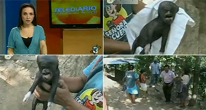 Montagem BOL